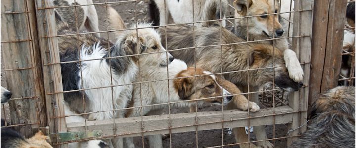 1. Bericht aus dem Tierheim in Gheorgheni im Kreis Harghita in den Ostkarpaten