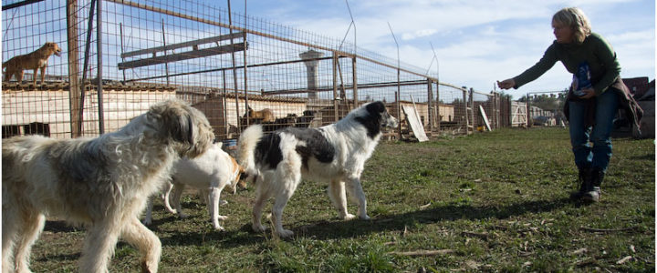 3. Besuch im Tierheim in Gheorgheni