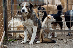 Wieder sind drei Hunde bei schrecklichen Beissereien getötet worden.