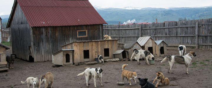 Kurzbesuch im Tierheim Gheorgheni 3. – 5. Mai 2014 – Bilder aus dem Tierheim