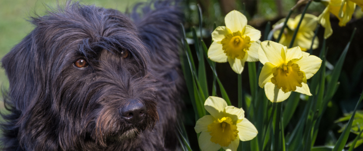 Frohe Ostern