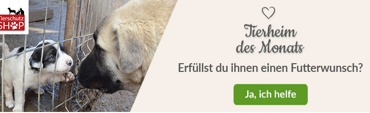 Juhuuu, wir sind “Tierheim des Monats Januar 2020” beim Tierschutz-Shop